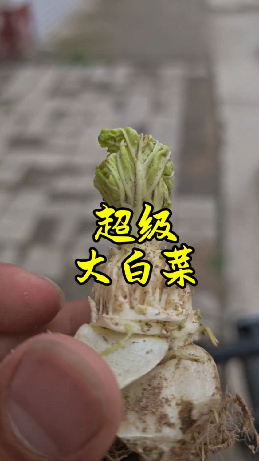 你见过超级大白菜吗?快来看看这棵牛不牛,太大了