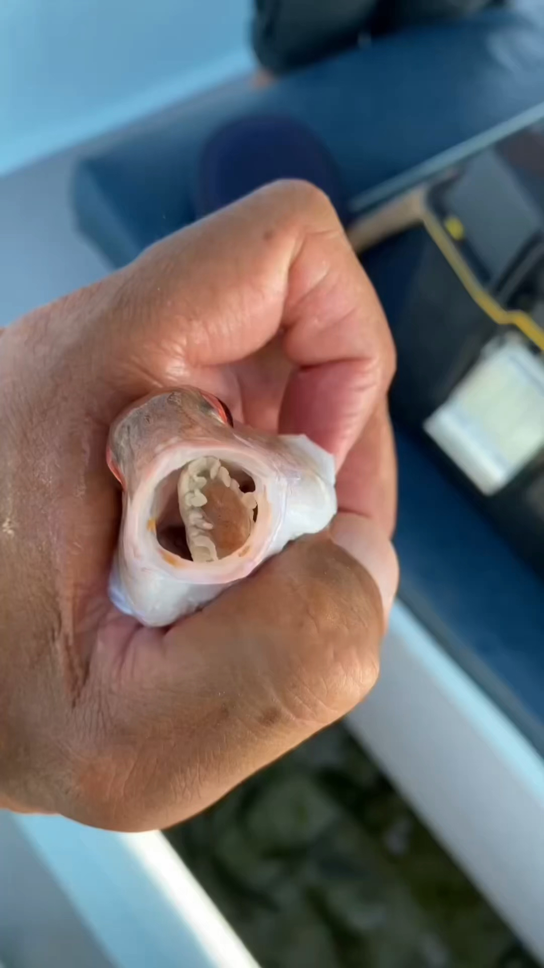 寄生在鱼舌头上的虫子