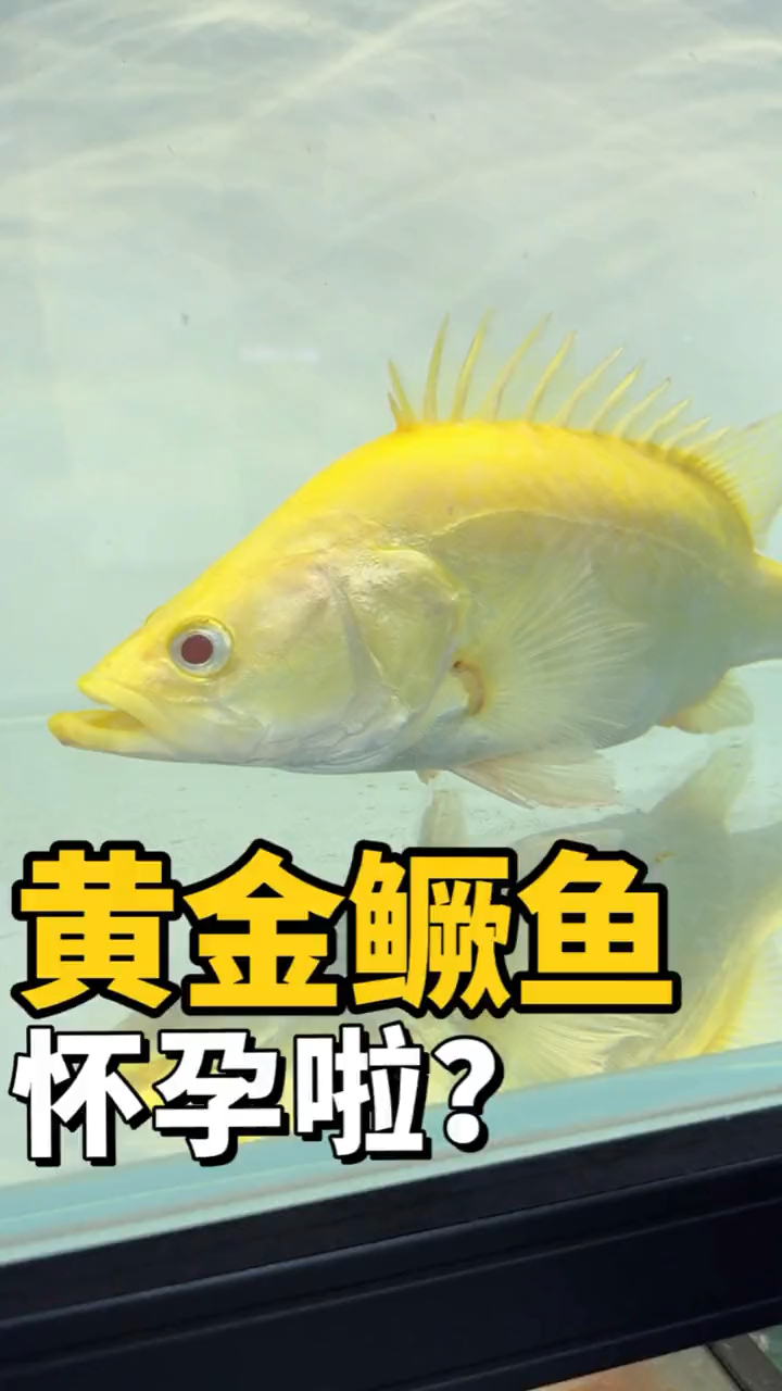 黄金鳜鱼怀孕了,身价暴涨!
