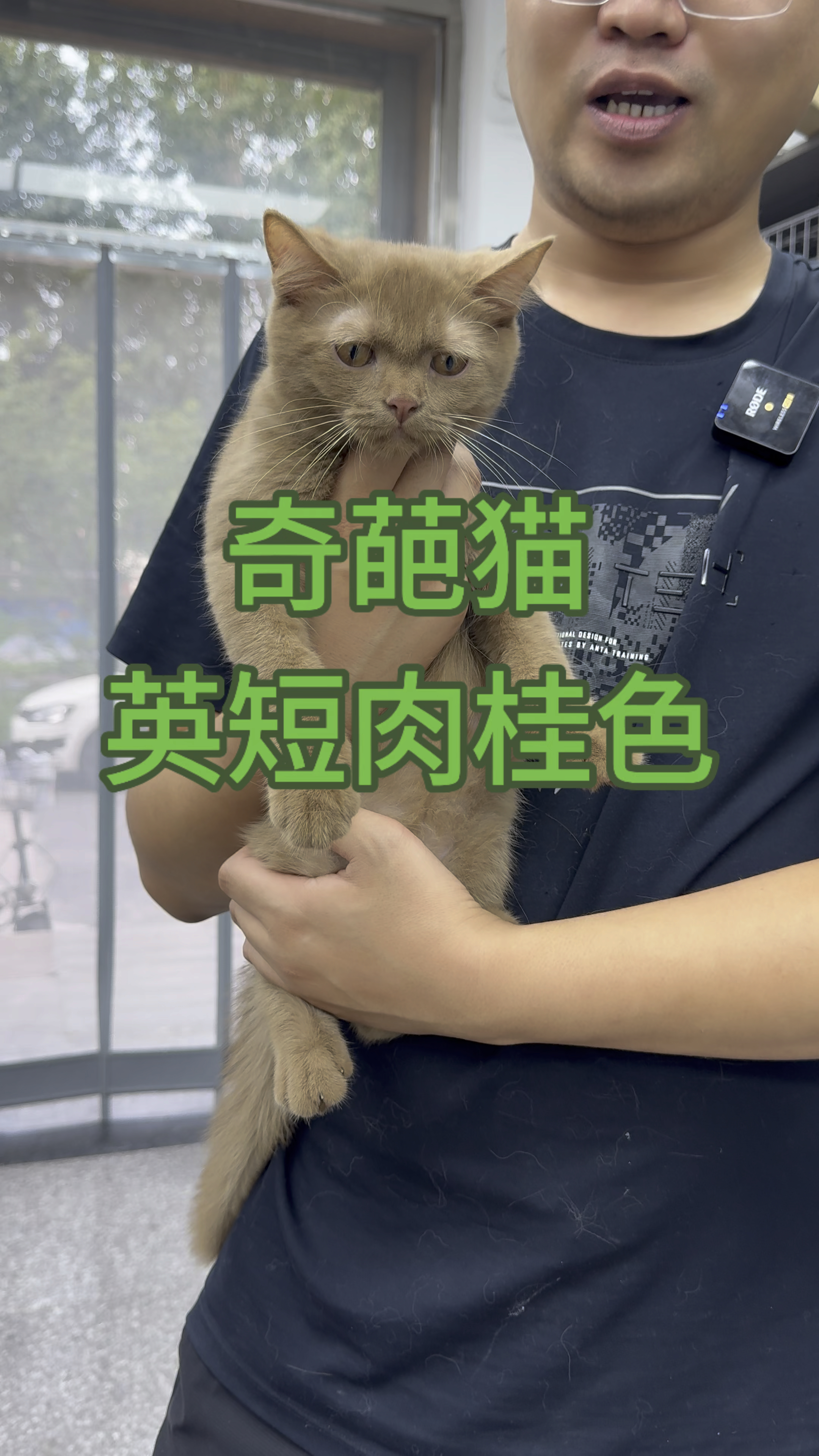 英短肉桂色在某某知名猫舍能值好几万