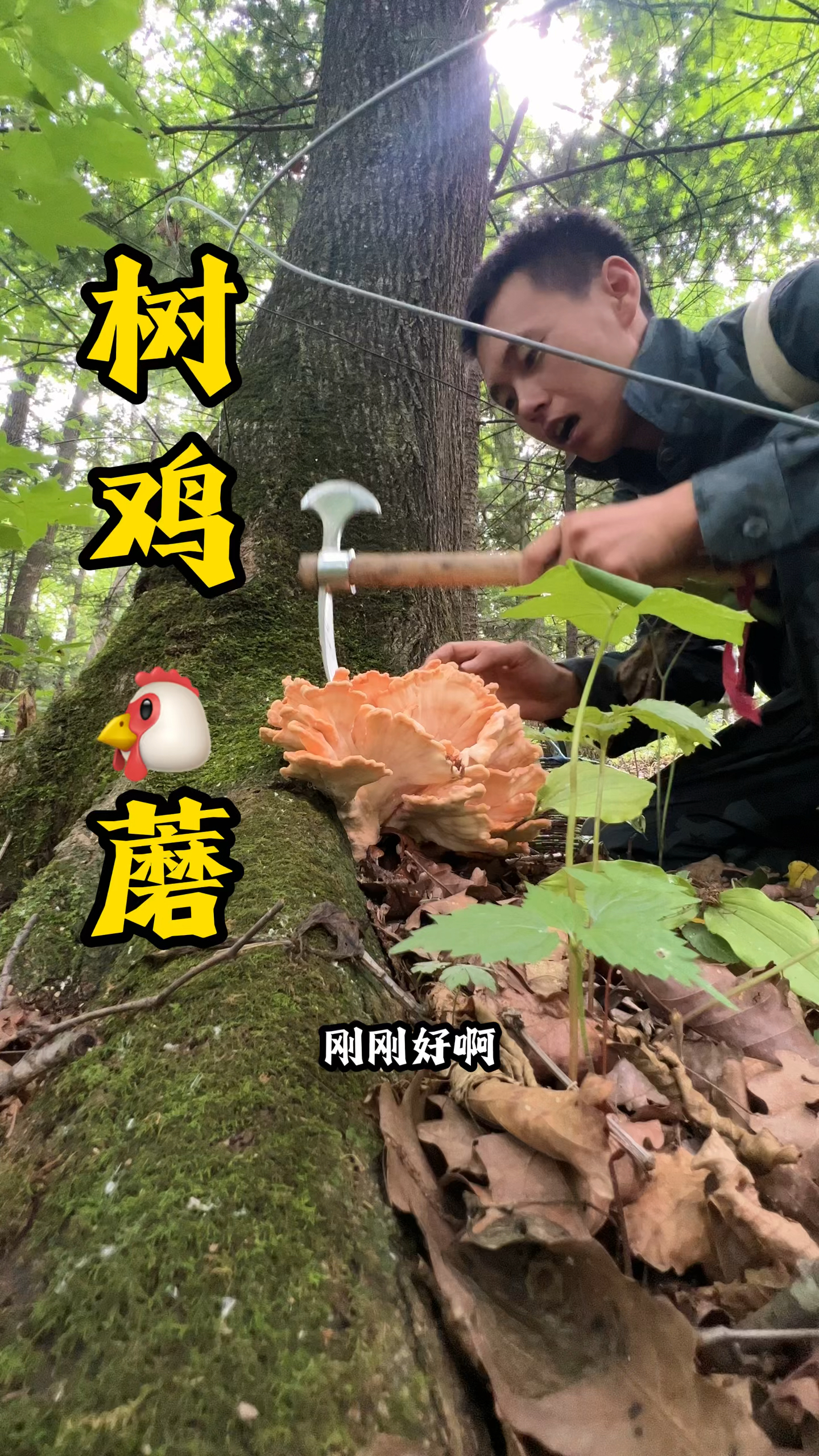 东北树鸡蘑(硫磺菌、鸡冠蘑)