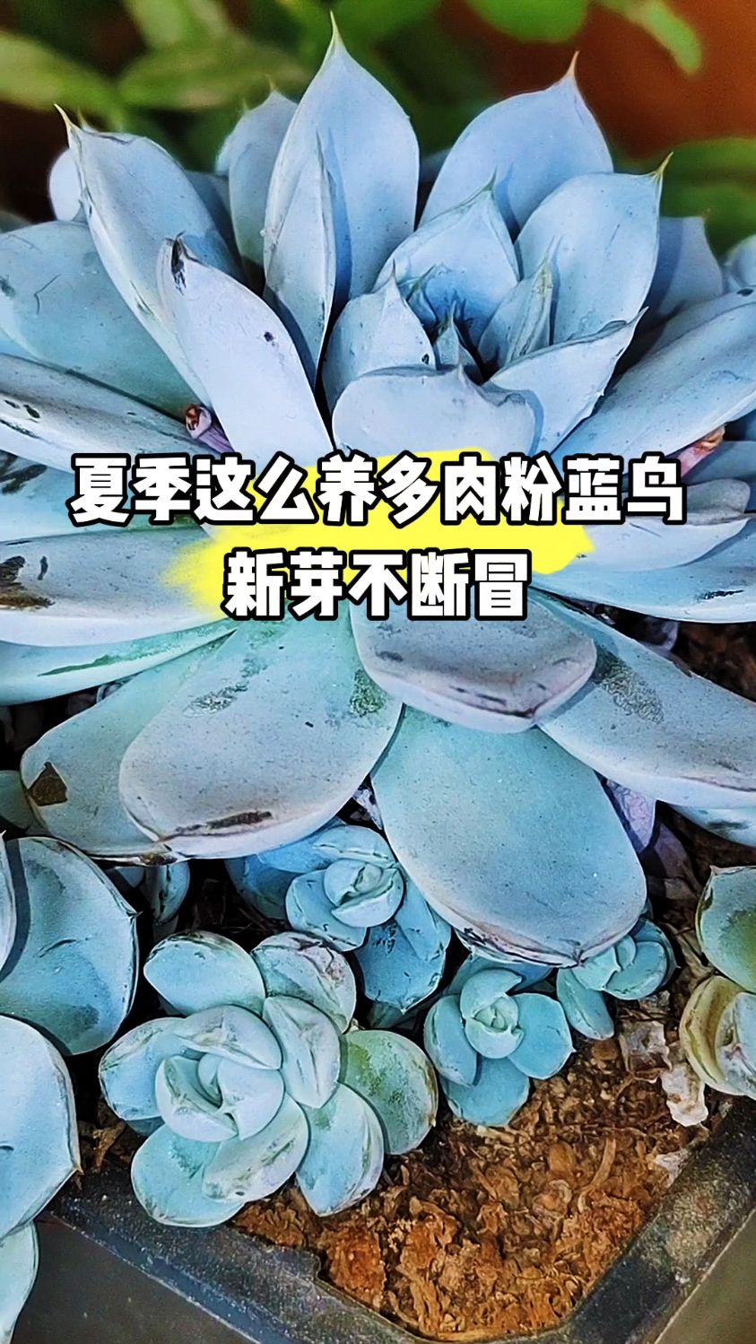 夏季这么养多肉粉蓝鸟,新芽不断冒