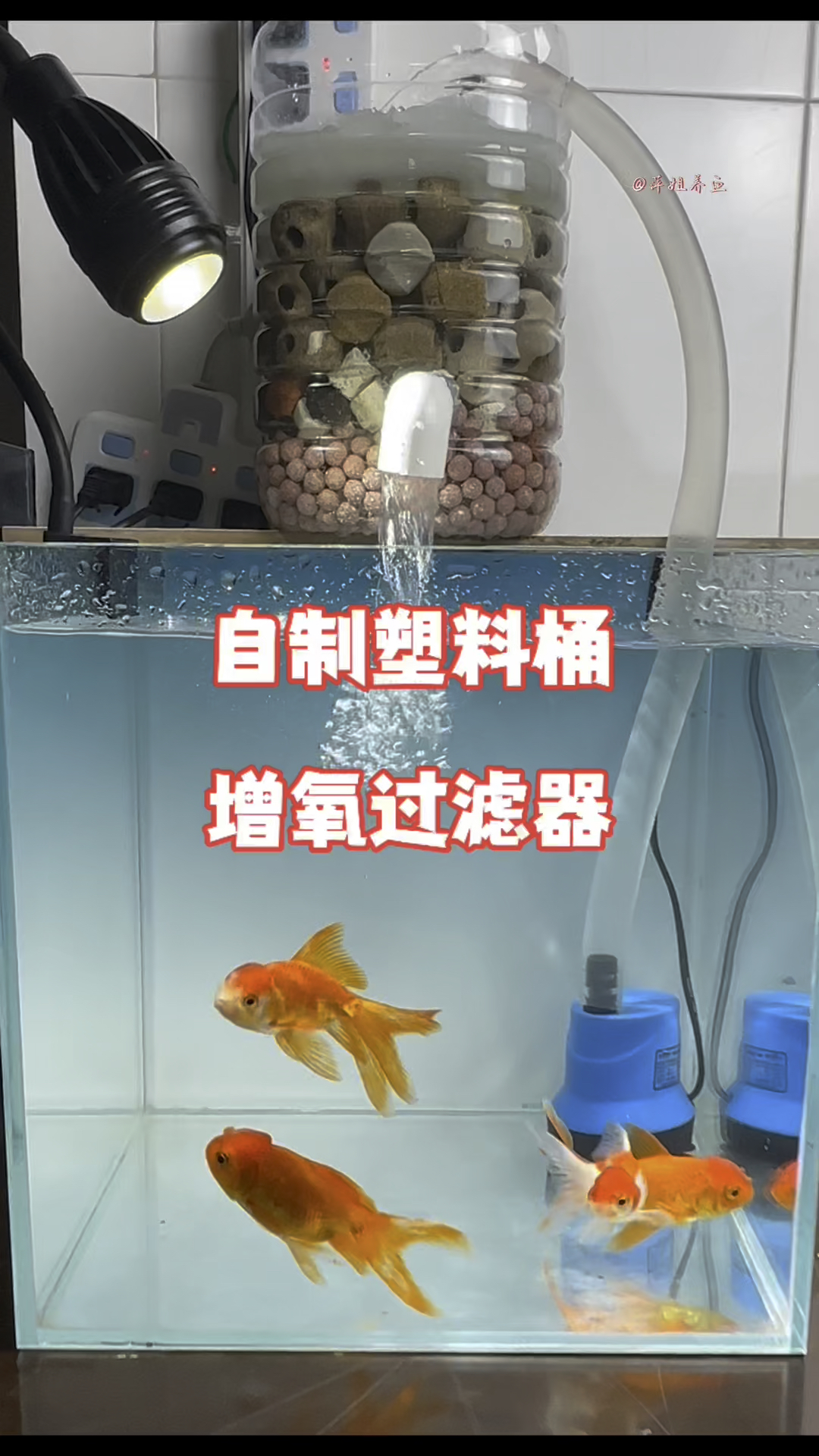 想自制塑料桶增氧过滤器的看过来#养鱼日记 #鱼缸里的大自然