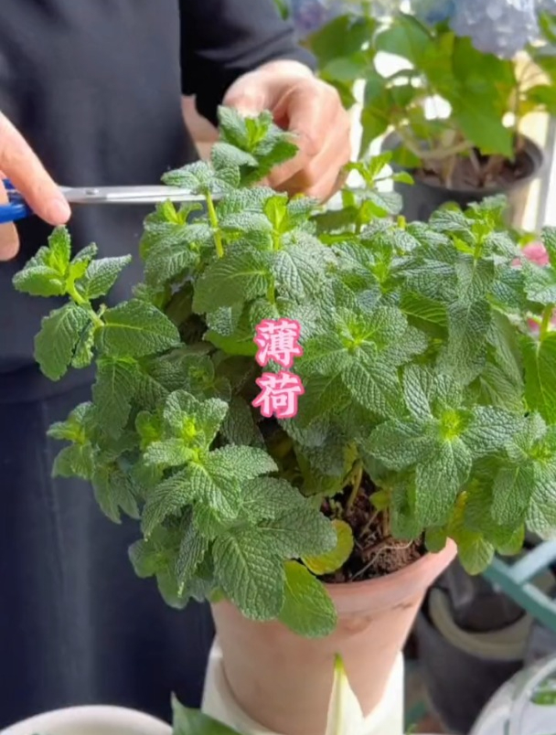阳台种点薄荷草,营养丰富用途广,既能驱蚊还能泡茶食用!