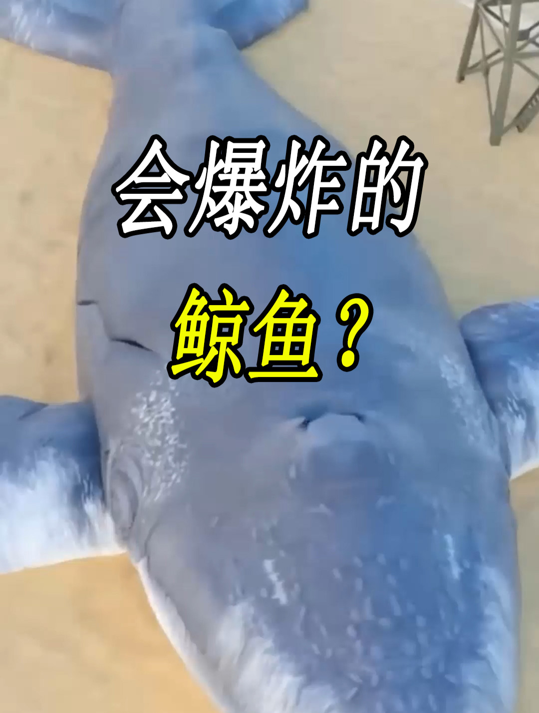 失去生命的鲸鱼和骆驼,为什么会莫名其妙的爆炸?发生了什么?