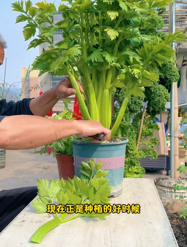 能当水果吃的芹菜,茎秆脆嫩,播种不到一个月就能采收