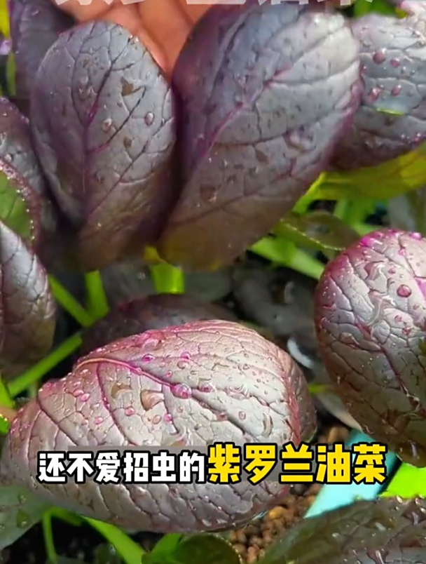 这种紫色油菜,好吃好看还能当盆栽,市场供不应求!