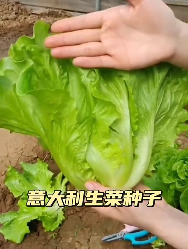 这种生菜售价高,一年四季都可种,单棵长得比脸盆还大!