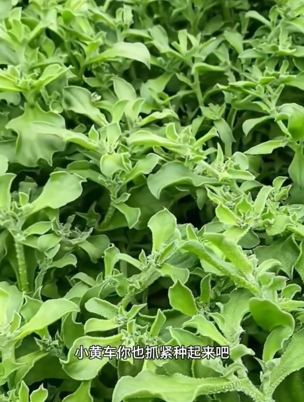 冰菜含有天然植物盐,吃起来冰冰凉凉的,种一颗能长20多斤