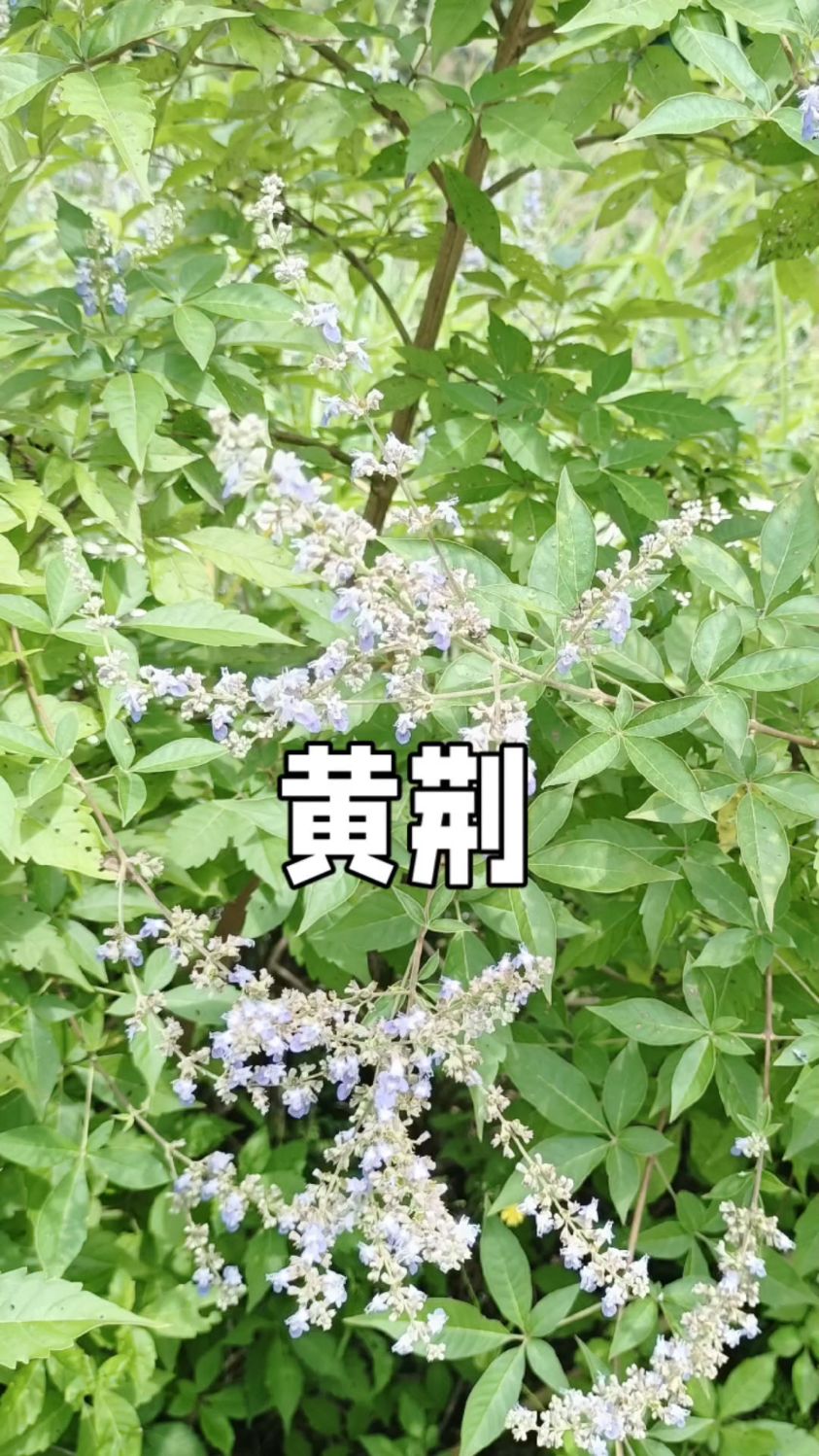 农村常见的黄荆,它的作用超乎想象#中药材 #植物 #黄荆