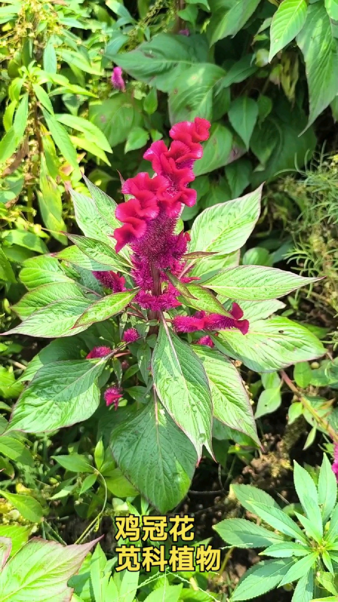 鸡冠花:药用植物。
