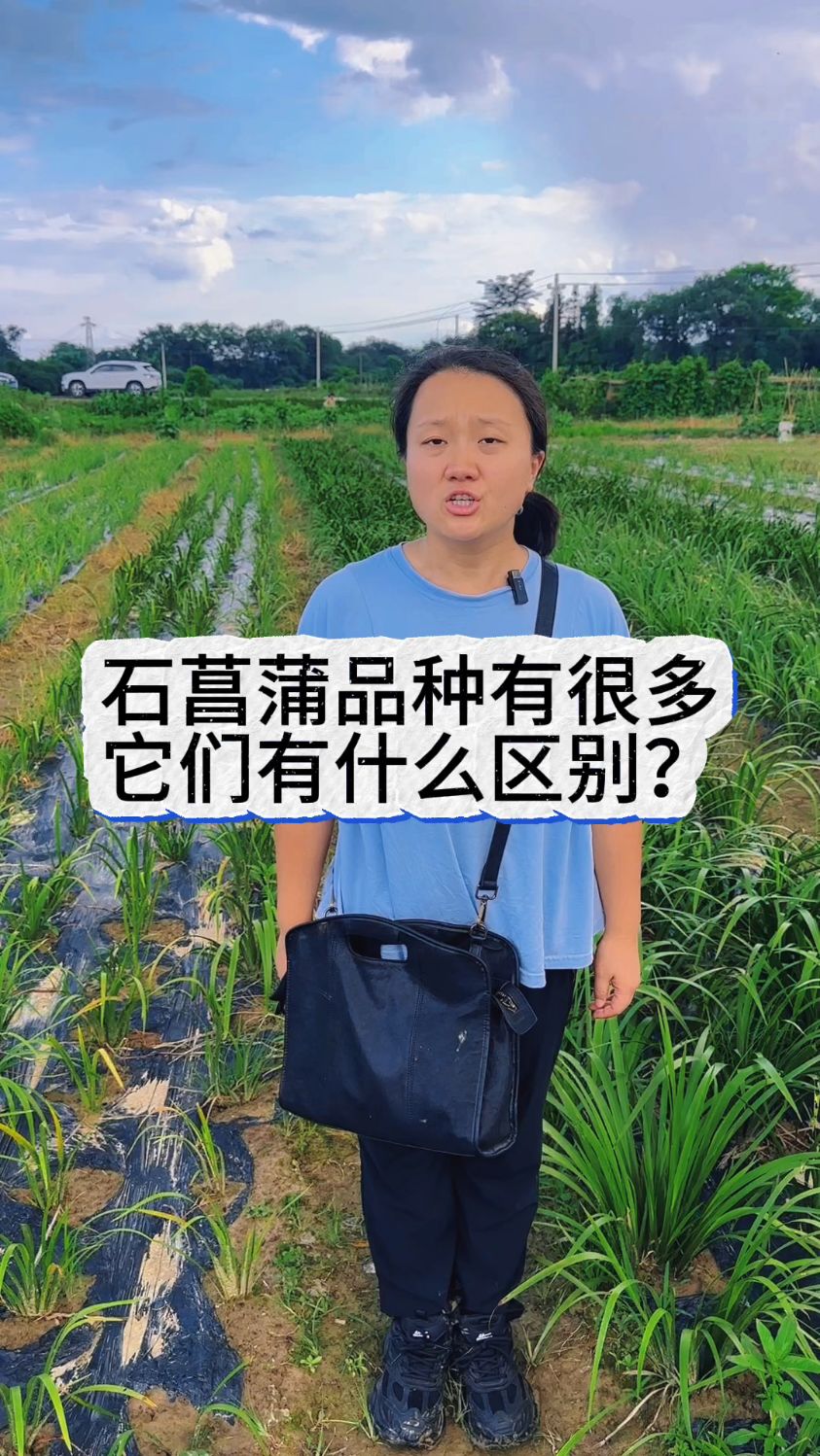 石菖蒲品种很多,它们有什么区别