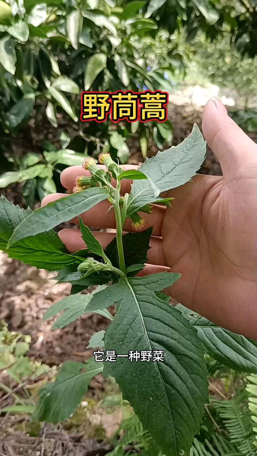 今天在山上终于发现一样植物野茼蒿,很多地点就没有