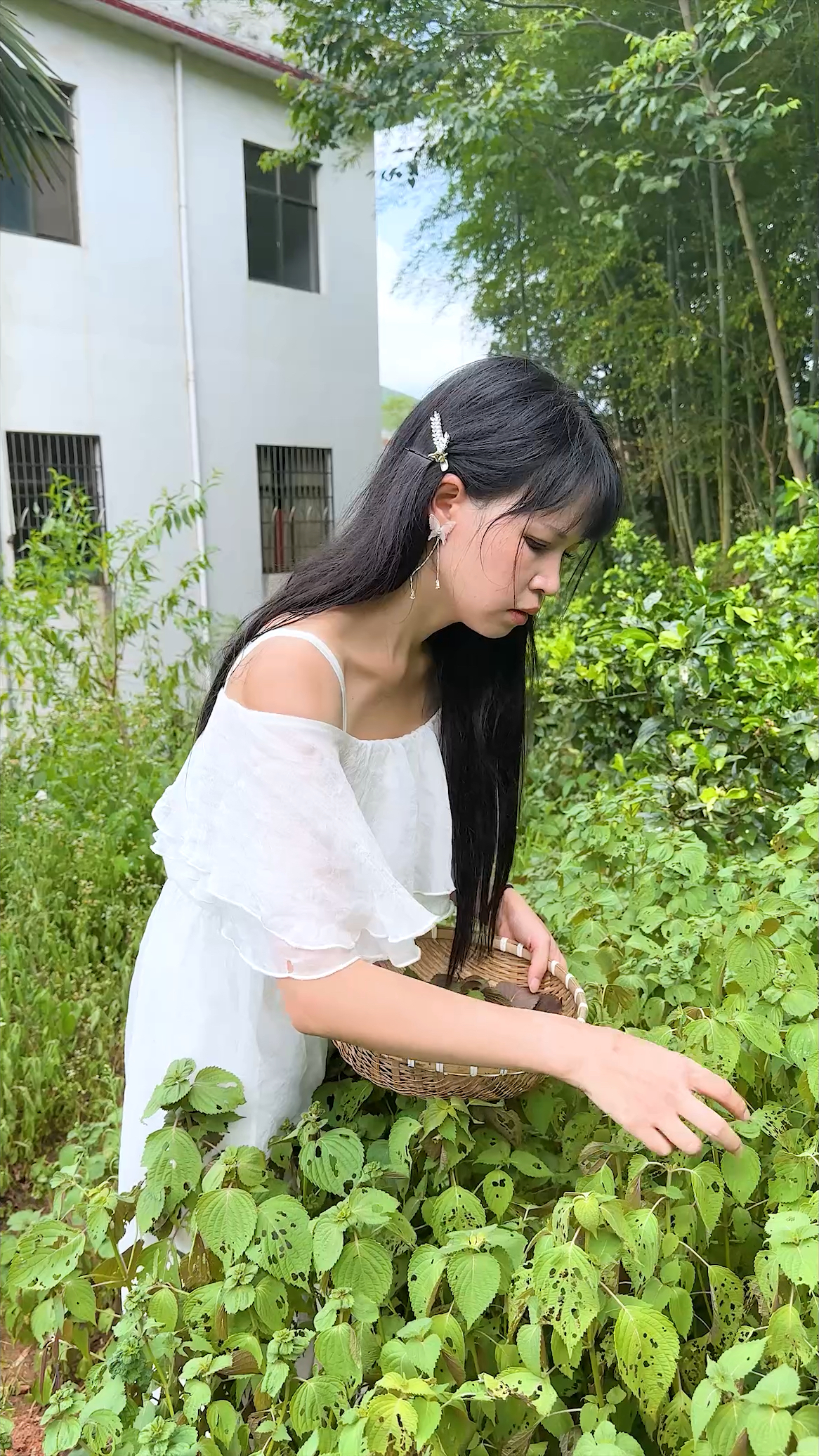 适合夏天吃的下午茶,紫苏桃子姜和姜撞奶,酸甜适中,爽脆可口。