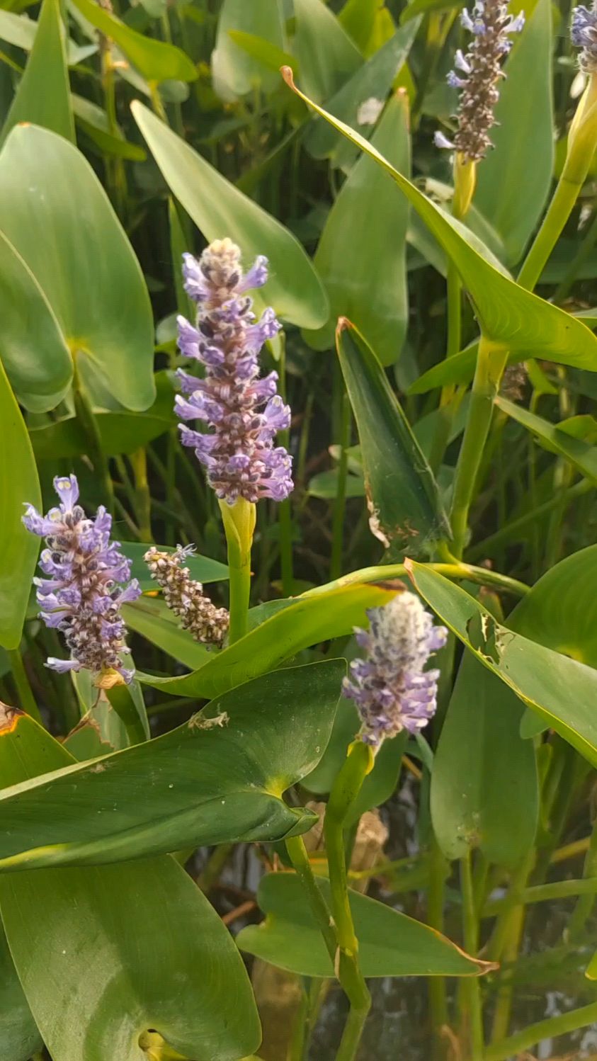 这个叫梭鱼草叶色翠绿