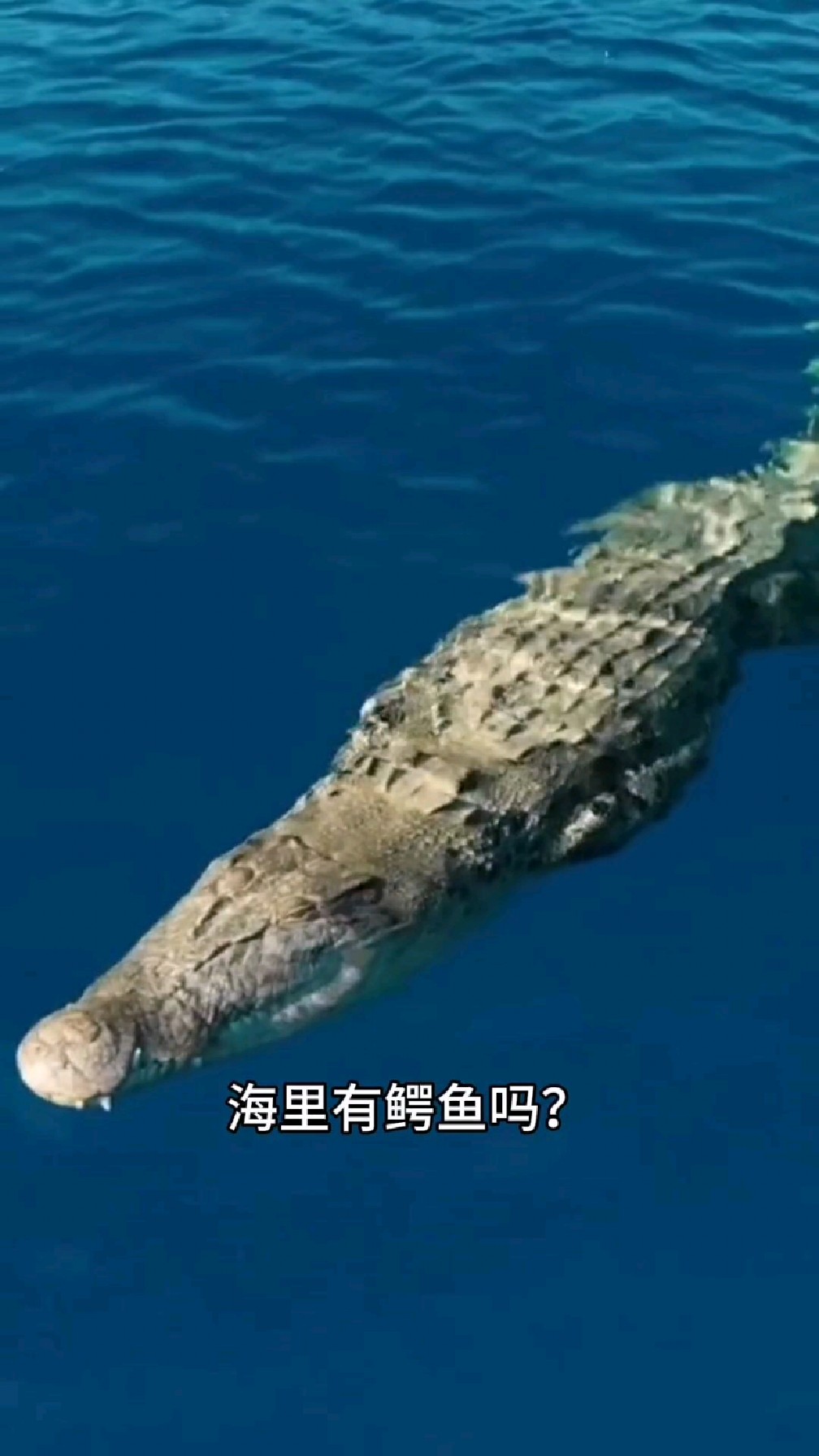 世界上体型最大的鳄鱼,湾鳄,参加过二战的家伙会怕鲨鱼吗?