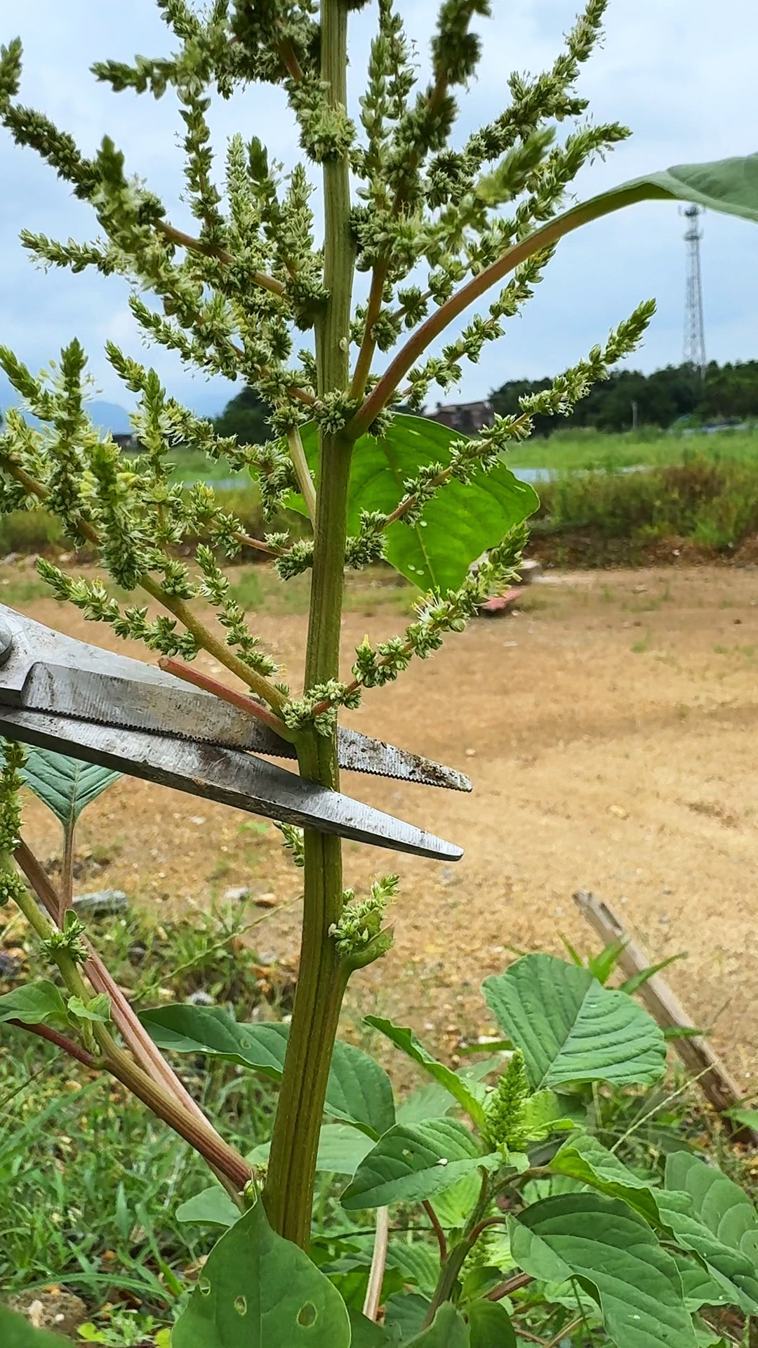 刺苋花你认识吗?村里人常常在夏天采摘它回来晾晒