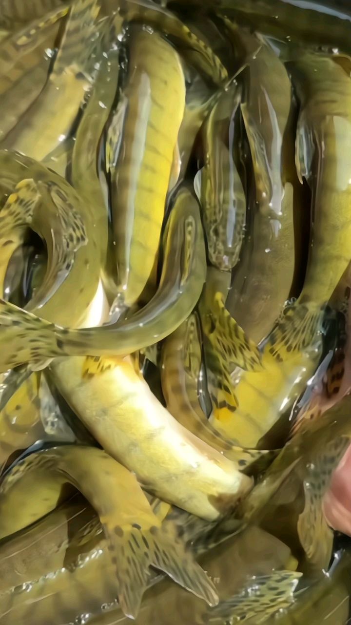 你们认识这种鱼吗?