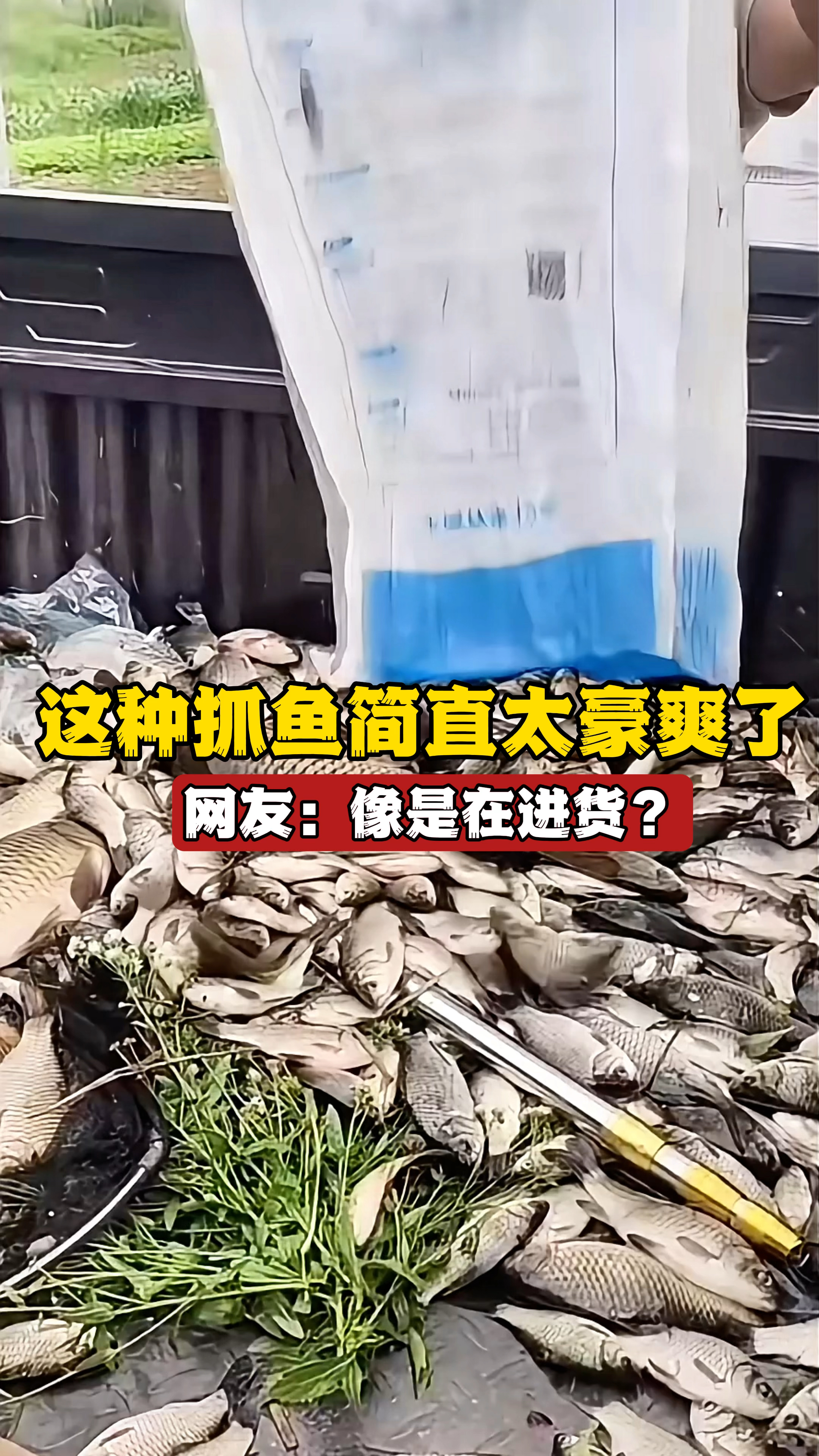 这样抓鱼简直太豪爽了,用车拉土鲫鱼,网友:抓鱼玩成了进货?