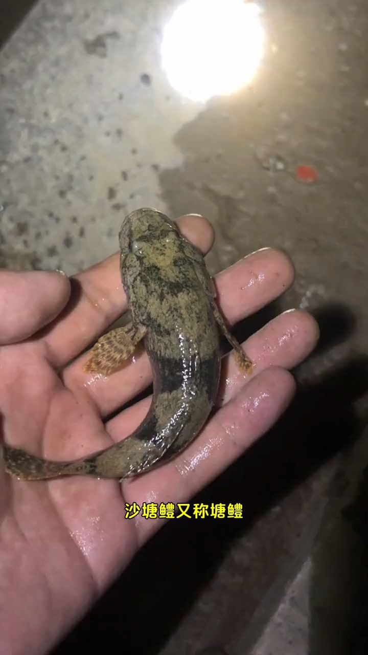 200元一斤的沙塘鳢,还是用溪流钓的方法好钓