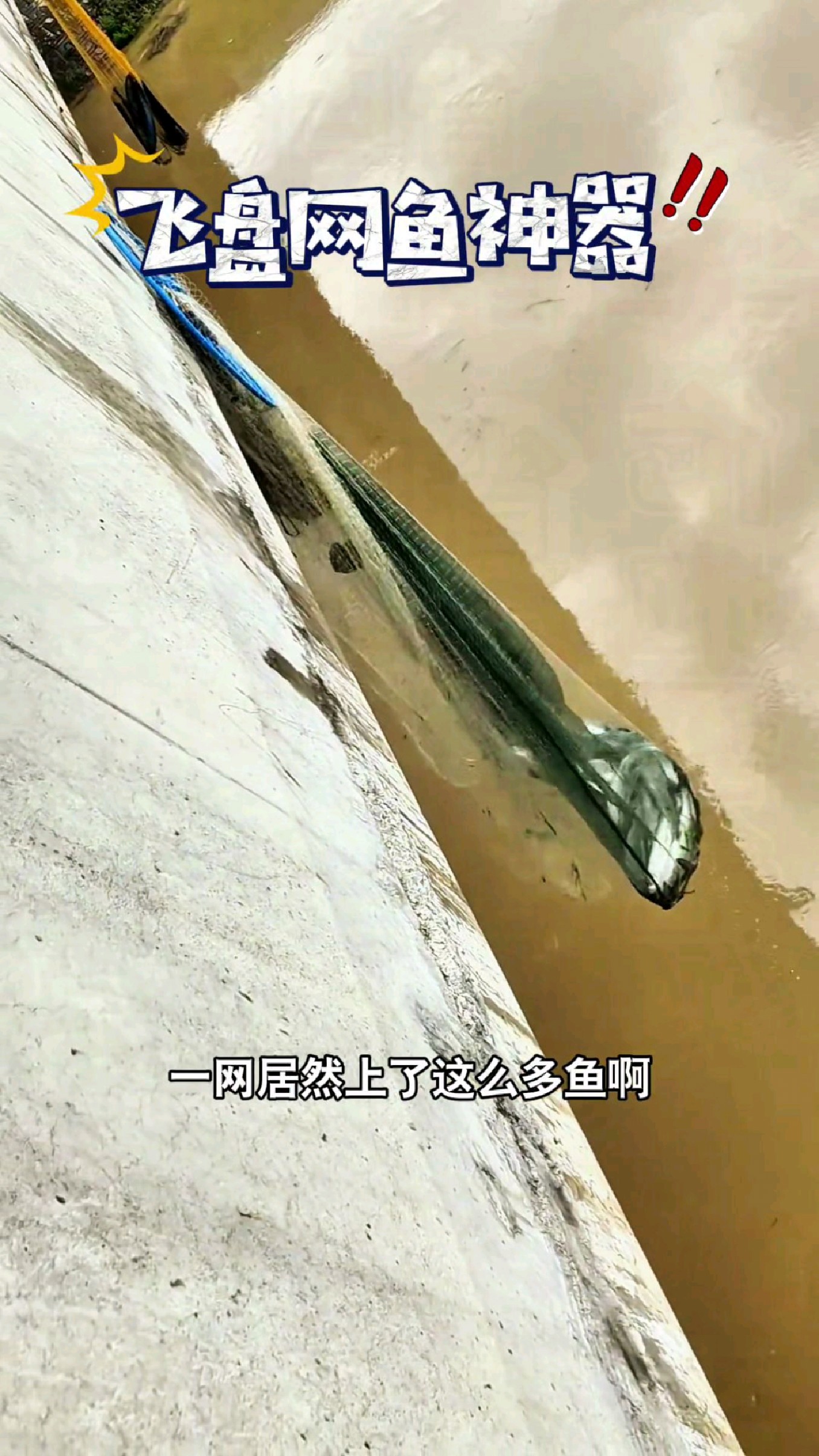 没想到飞盘网鱼真是神了,原来真的可以绝战江湖啊#我的钓鱼日记