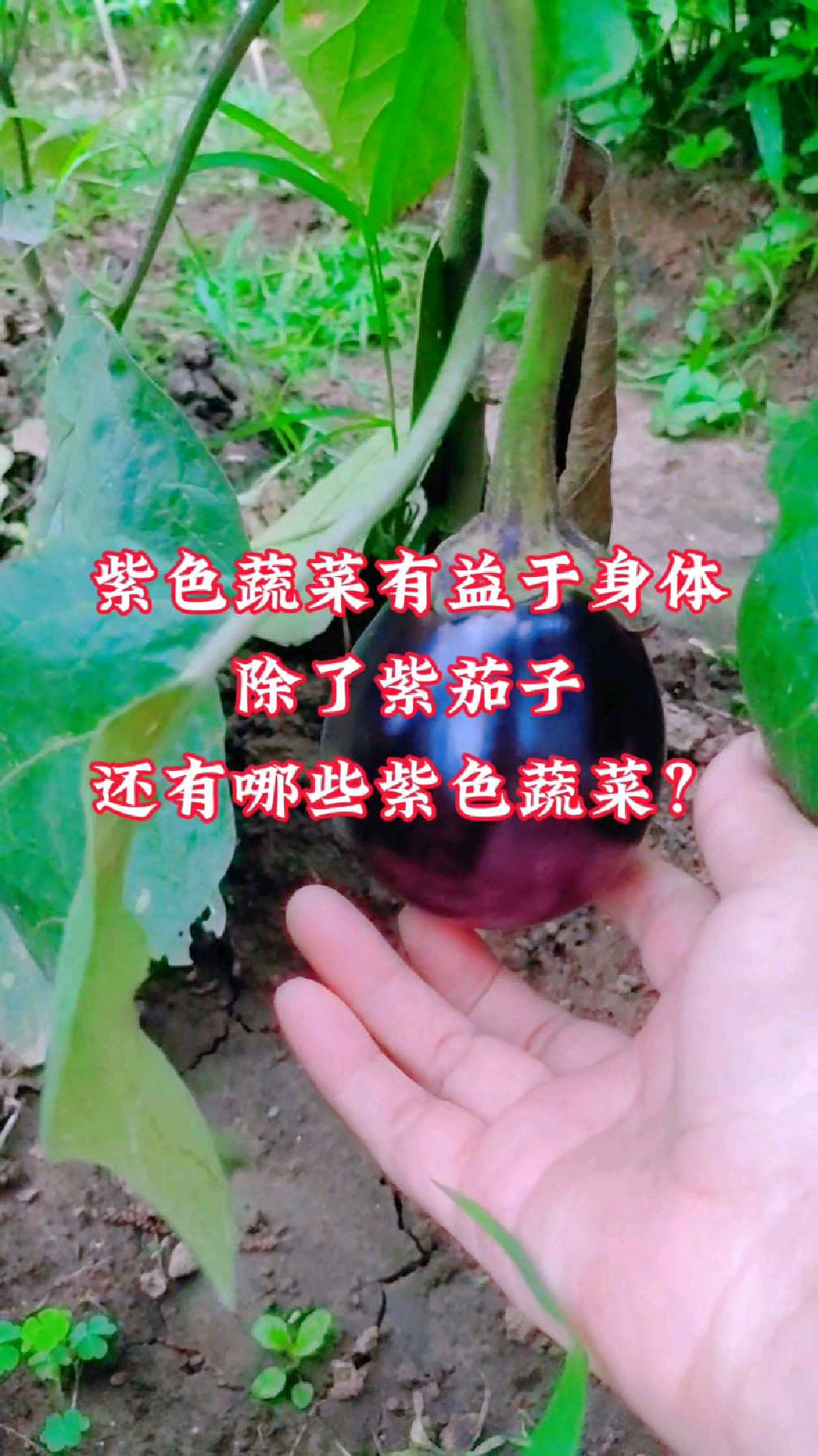 紫色蔬菜有益于身体,除了紫茄子,还有哪些紫色蔬菜?