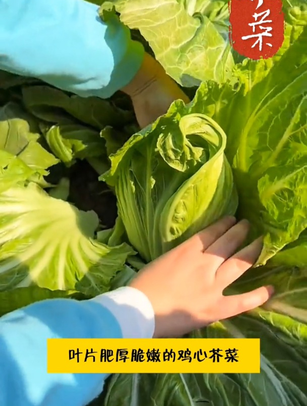 叶片肥厚脆嫩,常用来腌制咸菜,大叶鸡心芥菜不挑季节种植!