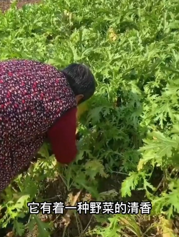 冻不死的雪里蕻,有野菜的清香,还能用来制成梅干菜吃!