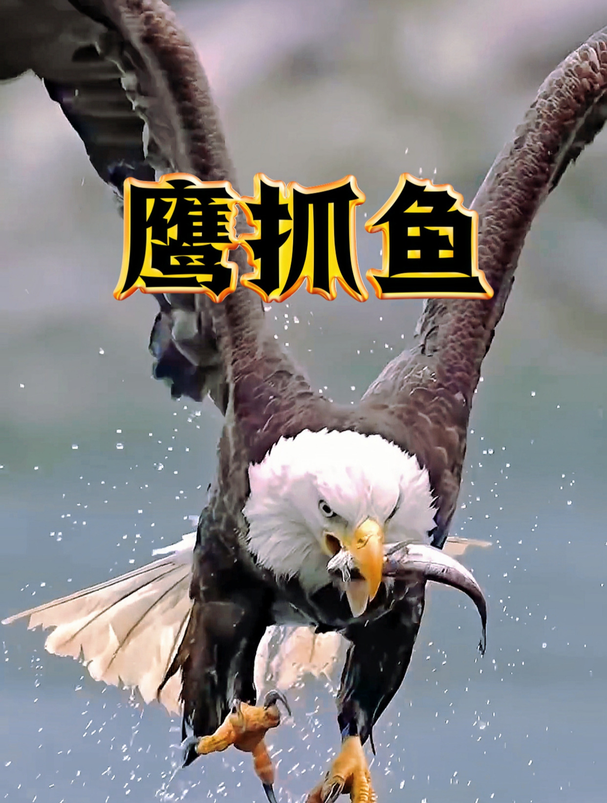 看完老鹰捕鱼,真让人惊叹不已,太精准了