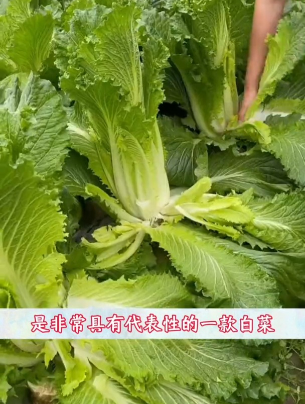 青麻叶大白菜,不用育苗撒籽就长,单棵能长半米多高!