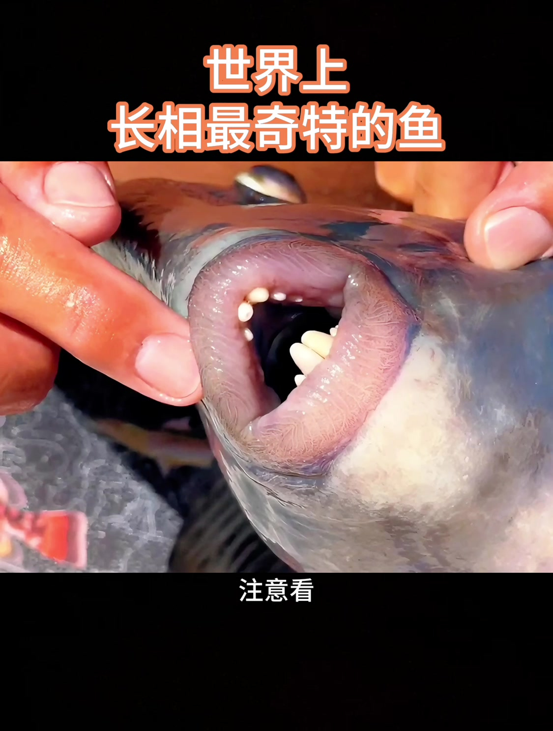 世界上长相最奇特的鱼
