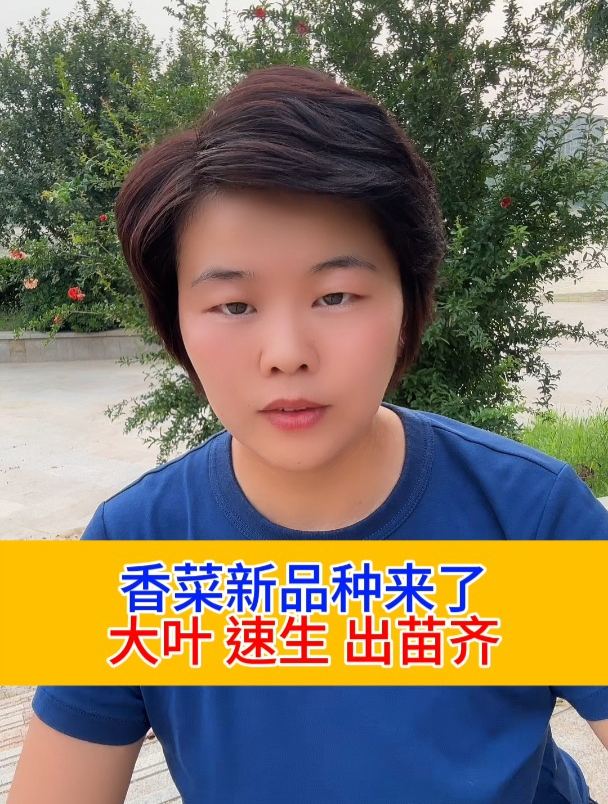 香菜新品种来了,大叶,速生,出苗齐