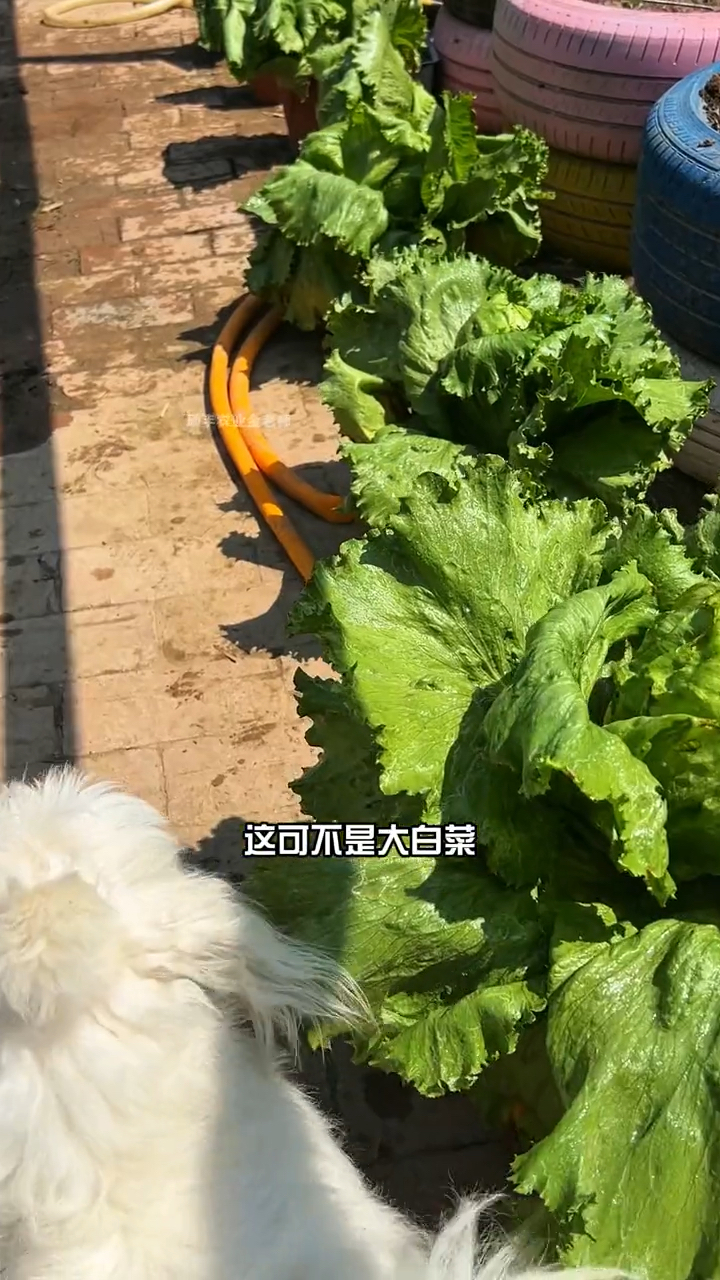 结球生菜鲜嫩蔬菜甜脆生长快