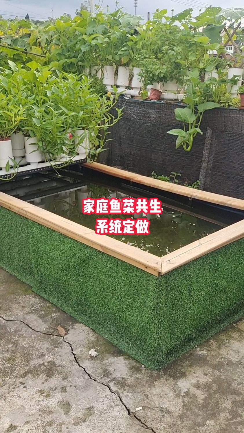 家庭鱼池鱼缸都可以设计成鱼菜共生系统