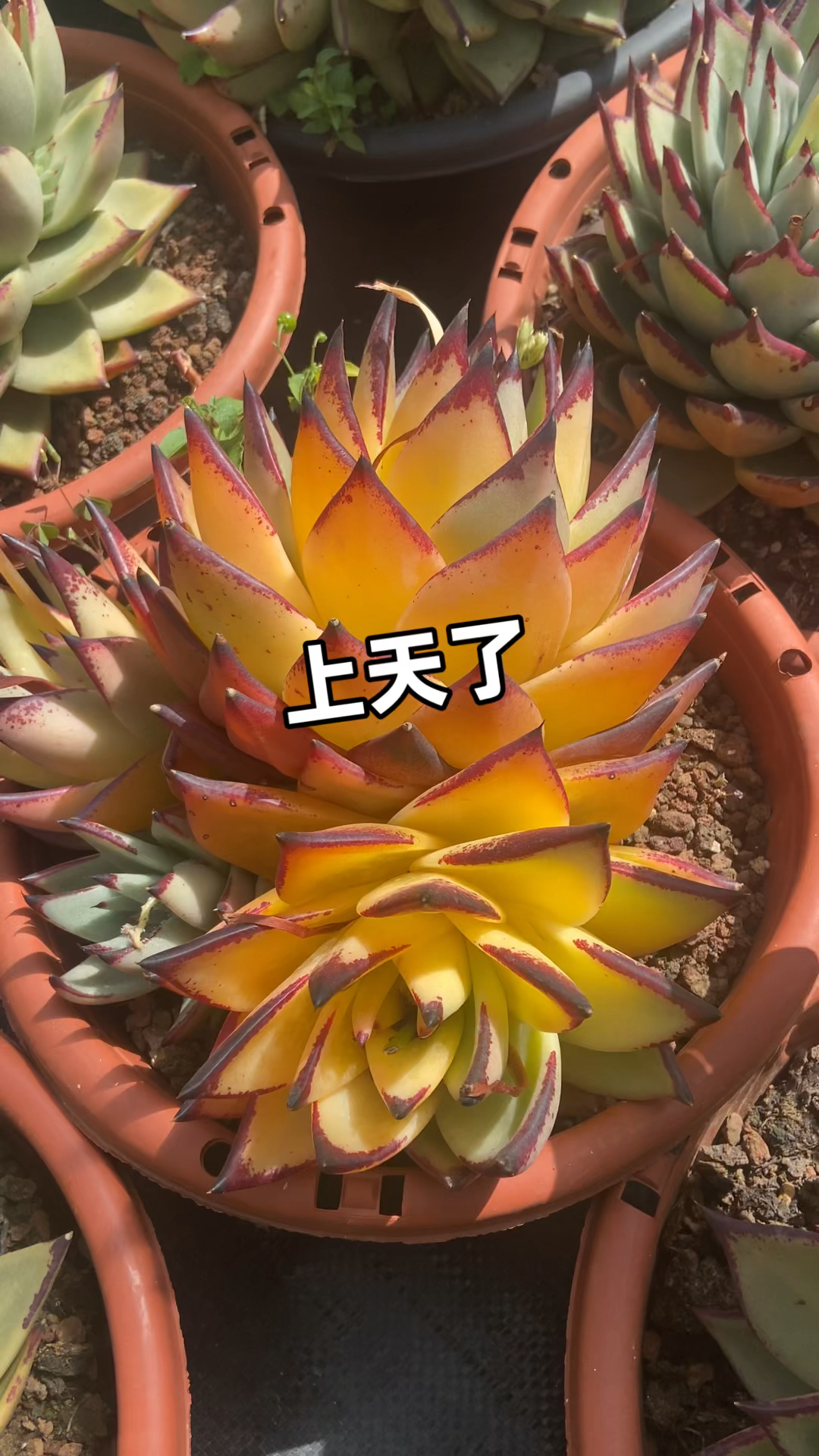 夏季养多肉要特别注意化水、掉叶黑腐