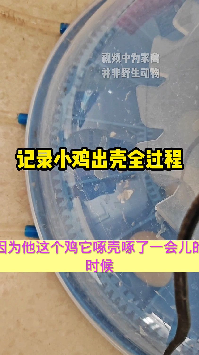 记录小鸡出壳的全过程
