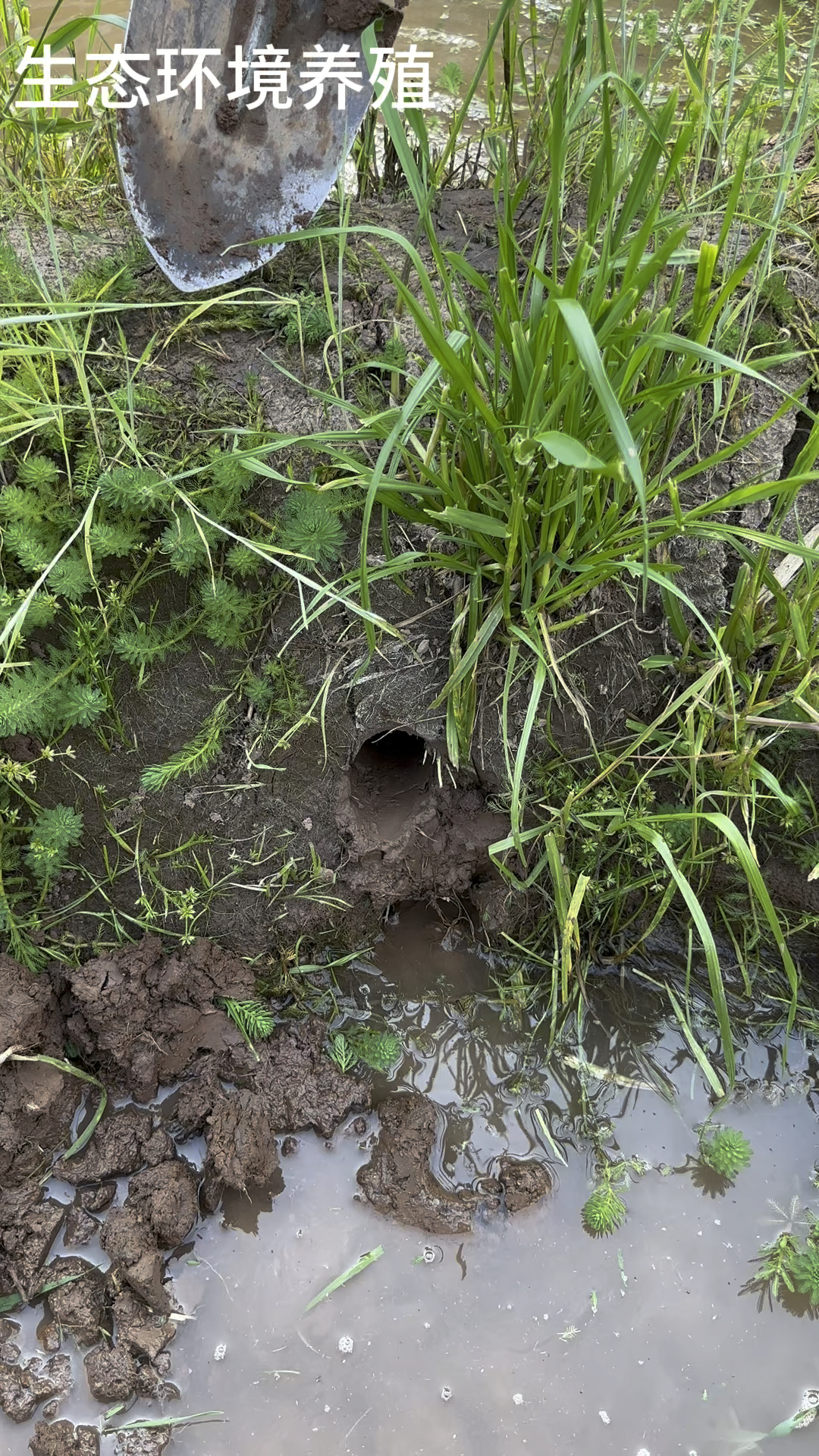 稻田散养甲鱼生态养殖