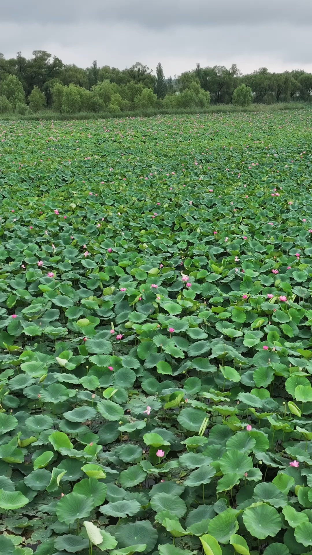济南章丘白云湖荷花盛开,进入最美荷花观赏季