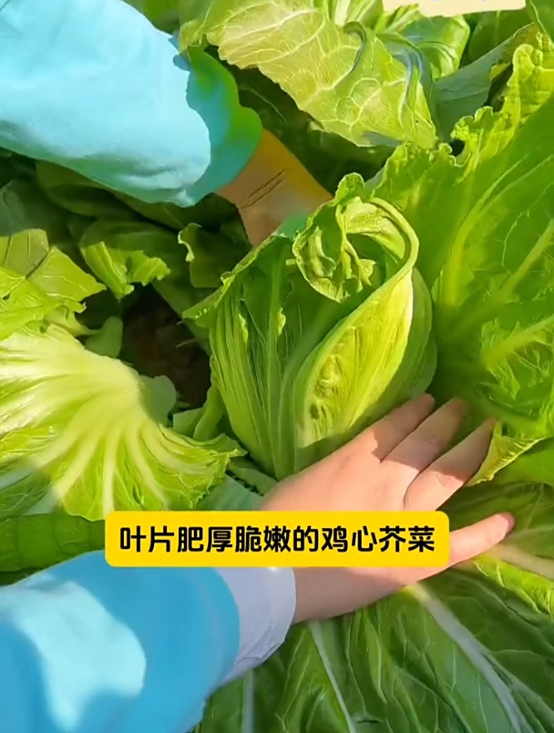 鸡心芥菜,一片叶子能炒一盘菜,营养丰富市场售价高