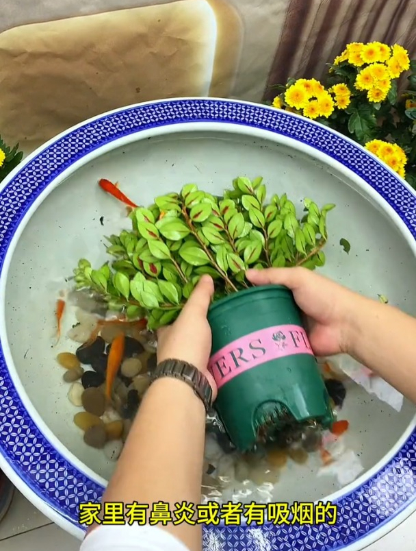 枝头挂满“小金鱼”,颜值高寓意又好,这种小盆栽太值得养了