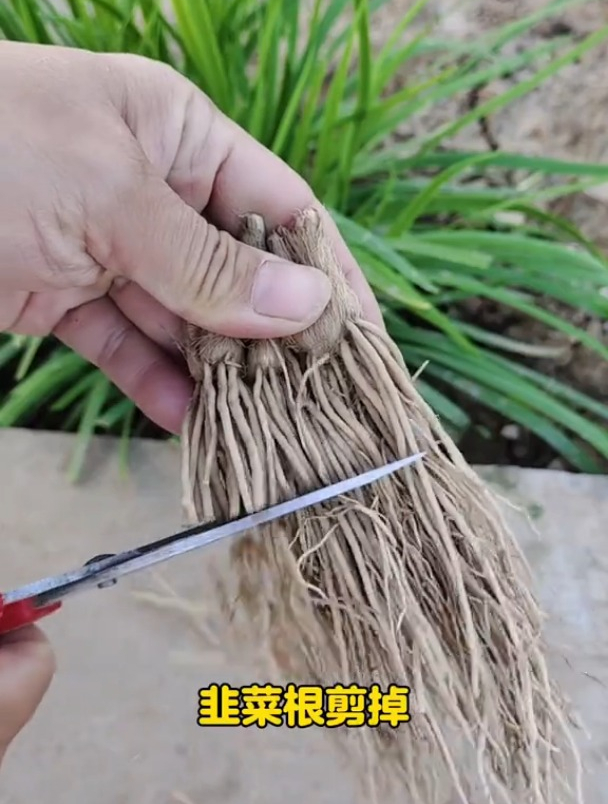 移栽种植韭菜,三五天发芽,种下20多天就可采收!