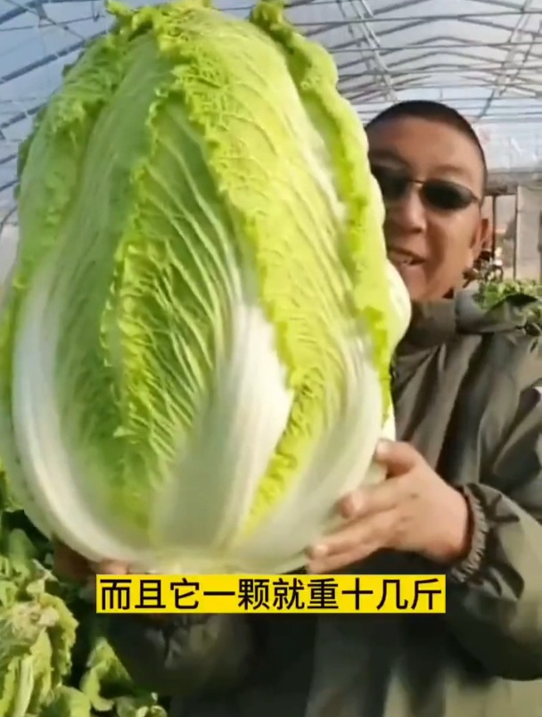 不育苗不移栽,一棵长到20斤重,这个大白菜售价高市场少见!