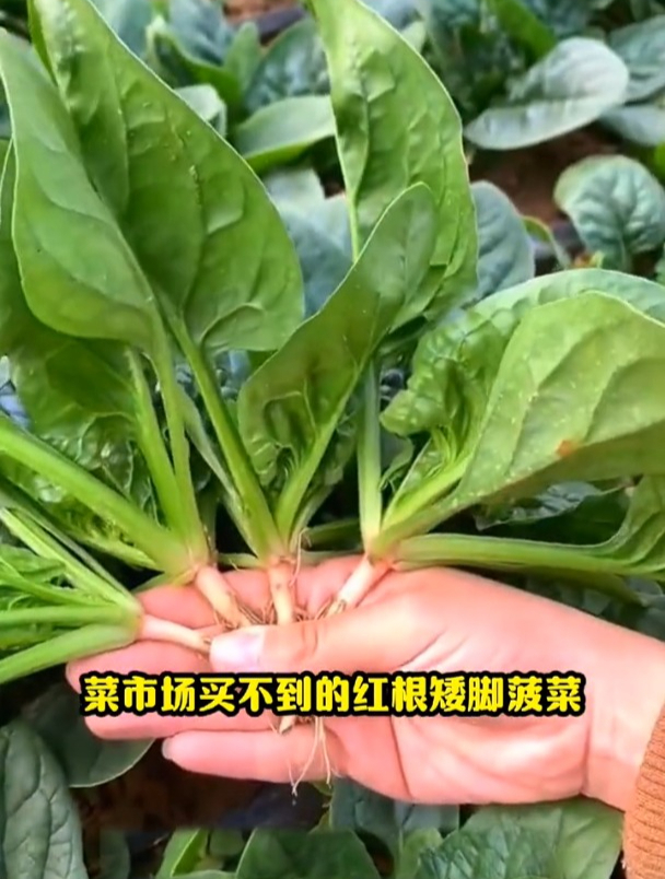 红根矮脚菠菜品种,市场上买不到,想吃只能自己在家培育!