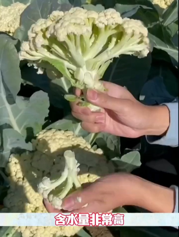 花茎叶都可以食用,白花菜好吃又好看!