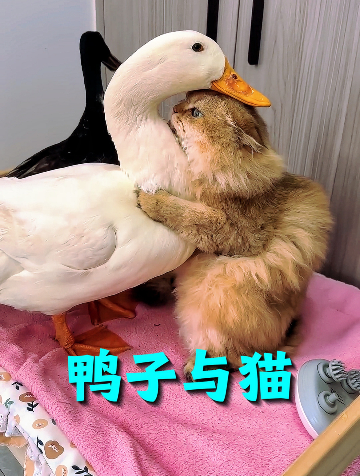 当两只鸭子突然来到猫咪跟前时,猫咪会有什么反应