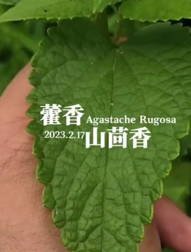 藿香别称山茴香,你的家乡是怎么称呼他的?它有哪些作用呢