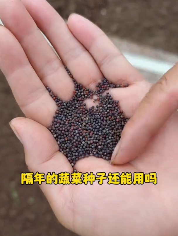 隔年保存的蔬菜种子还能再用吗?