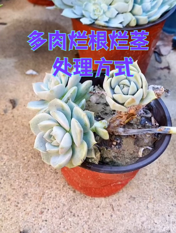 多肉烂根烂茎怎么办?很简单,看我的