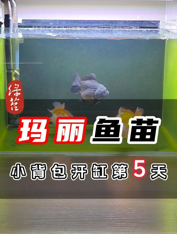 挑战用小背包过滤养玛丽泰狮小金鱼的第四天,绿苔
