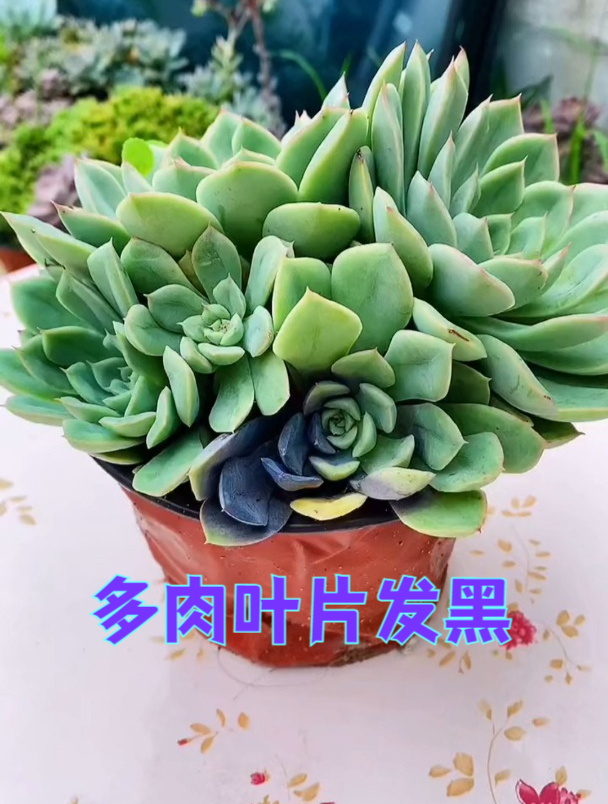 很多人认为多肉的叶片发黑就是黑腐,其实也有这种可能,你说呢?